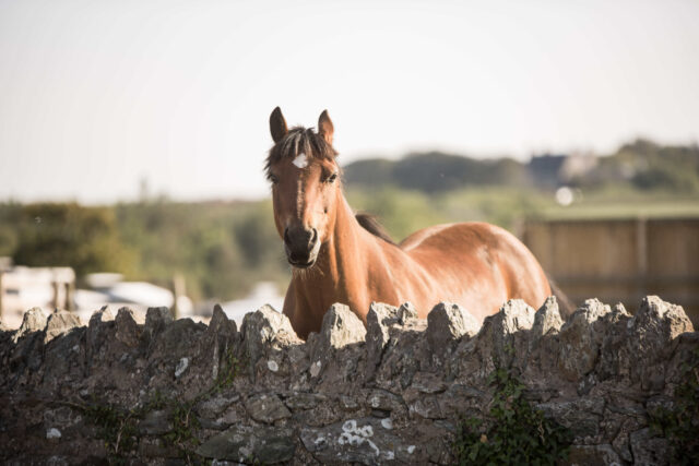 A horse looking over a wall at Bryn Ednyfed caravan site, Anglesey