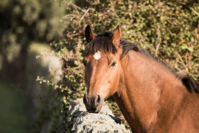 A horse looking over a wall at Bryn Ednyfed caravan site, Anglesey