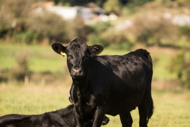 An all black cow in a meadow