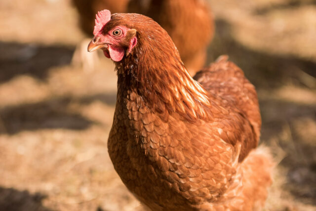 Close up of a red hen on Bryn Ednyfed Caravan Site, Anglesey